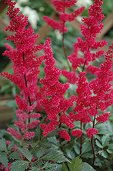 Fanal Astilbe (Astilbe x arendsii 'Fanal') at Green Thumb Garden Centre