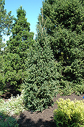 Columnar Norway Spruce (Picea abies 'Cupressina') at Green Thumb Garden Centre