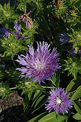 Peachie's Pick Aster (Stokesia laevis 'Peachie's Pick') at Green Thumb Garden Centre