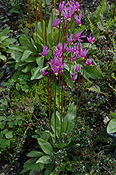 Shooting Star (Dodecatheon meadia) at Green Thumb Garden Centre