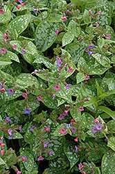 Excalibur Lungwort (Pulmonaria 'Excalibur') at Green Thumb Garden Centre