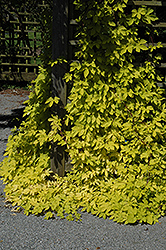 Golden Hops (Humulus lupulus 'Aureus') at Green Thumb Garden Centre