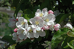 Jonagold Apple (Malus 'Jonagold') at Green Thumb Garden Centre