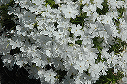 White Delight Moss Phlox (Phlox subulata 'White Delight') at Green Thumb Garden Centre