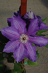 Vancouver Danielle Clematis (Clematis 'Vancouver Danielle') at Green Thumb Garden Centre