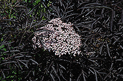 Black Lace Elder (Sambucus nigra 'Eva') at Green Thumb Garden Centre