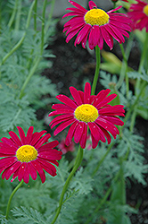 Robinson's Red Painted Daisy (Tanacetum coccineum 'Robinson's Red') at Green Thumb Garden Centre