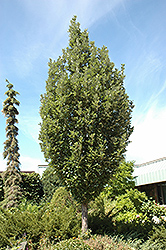 Crimson Spire Oak (Quercus 'Crimschmidt') at Green Thumb Garden Centre