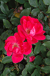Red Knock Out Rose (Rosa 'Red Knock Out') at Green Thumb Garden Centre