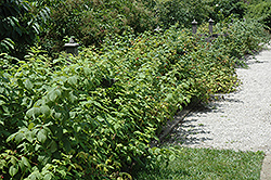 Heritage Raspberry (Rubus 'Heritage') at Green Thumb Garden Centre