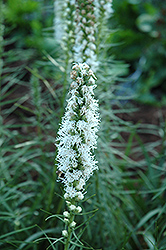 White Blazing Star (Liatris spicata 'Alba') at Green Thumb Garden Centre