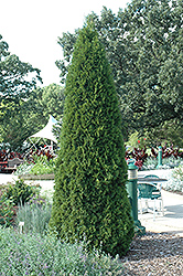 Emerald Green Arborvitae (Thuja occidentalis 'Smaragd') at Green Thumb Garden Centre
