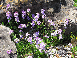 Alpine Liverbalm (Erinus alpinus) at Green Thumb Garden Centre