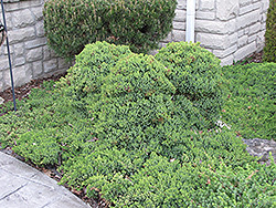 Dwarf Japgarden Juniper (Juniperus procumbens 'Nana') at Green Thumb Garden Centre