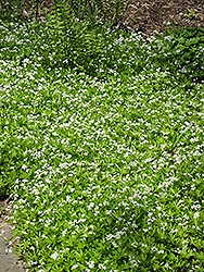 Sweet Woodruff (Galium odoratum) at Green Thumb Garden Centre