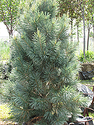 Vanderwolf's Pyramid Pine (Pinus flexilis 'Vanderwolf's Pyramid') at Green Thumb Garden Centre