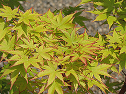 Coral Bark Japanese Maple (Acer palmatum 'Sango Kaku') at Green Thumb Garden Centre