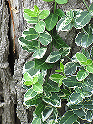 Emerald Gaiety Wintercreeper (Euonymus fortunei 'Emerald Gaiety') at Green Thumb Garden Centre