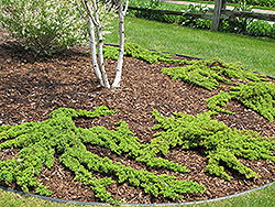 Dwarf Japgarden Juniper (Juniperus procumbens 'Nana') at Green Thumb Garden Centre
