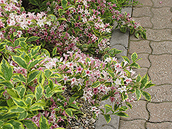 Dwarf Variegated Weigela (Weigela florida 'Nana Variegata') at Green Thumb Garden Centre