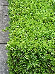 Green Velvet Boxwood (Buxus 'Green Velvet') at Green Thumb Garden Centre