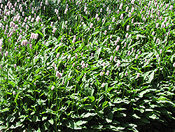 Pink Snakeweed (Polygonum bistorta 'Superbum') at Green Thumb Garden Centre