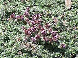 Wooly Thyme (Thymus pseudolanuginosis) at Green Thumb Garden Centre