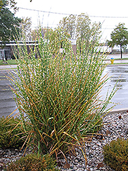 Porcupine Grass (Miscanthus sinensis 'Strictus') at Green Thumb Garden Centre