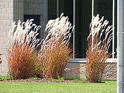 Flame Grass (Miscanthus sinensis 'Purpurascens') at Green Thumb Garden Centre