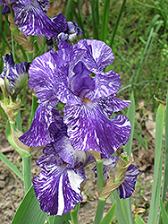 Batik Iris (Iris 'Batik') at Green Thumb Garden Centre