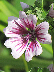 Zebrina Mallow (Malva sylvestris 'Zebrina') at Green Thumb Garden Centre