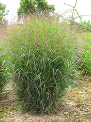 Prairie Sky Switch Grass (Panicum virgatum 'Prairie Sky') at Green Thumb Garden Centre
