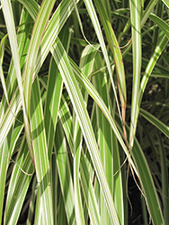 Morning Light Maiden Grass (Miscanthus sinensis 'Morning Light') at Green Thumb Garden Centre