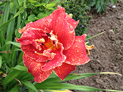 Moses Fire Daylily (Hemerocallis 'Moses Fire') at Green Thumb Garden Centre