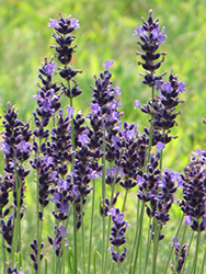 Hidcote Superior Lavender (Lavandula angustifolia 'Hidcote Superior') at Green Thumb Garden Centre