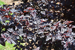 Summer Wine Black Ninebark (Physocarpus opulifolius 'SMNPMS') at Green Thumb Garden Centre