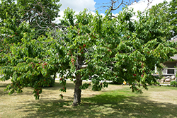 Bing Cherry (Prunus avium 'Bing') at Green Thumb Garden Centre