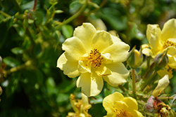 Oso Easy Lemon Zest Rose (Rosa 'Chewhocan') at Green Thumb Garden Centre