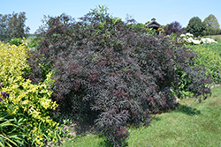 Black Lace Elder (Sambucus nigra 'Eva') at Green Thumb Garden Centre