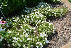Rapido White Bellflower (Campanula carpatica 'Rapido White') at Green Thumb Garden Centre