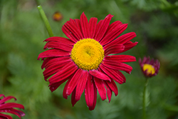 Robinson's Red Painted Daisy (Tanacetum coccineum 'Robinson's Red') at Green Thumb Garden Centre