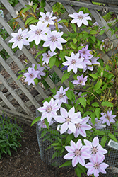 Nelly Moser Clematis (Clematis 'Nelly Moser') at Green Thumb Garden Centre