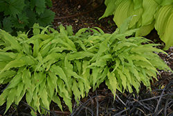 Curly Fries Hosta (Hosta 'Curly Fries') at Green Thumb Garden Centre