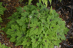 Fingerpaint Foamflower (Tiarella 'Fingerpaint') at Green Thumb Garden Centre