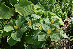 Yellow Trillium (Trillium luteum) at Green Thumb Garden Centre