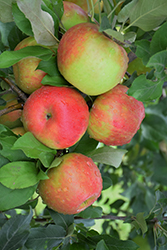 Honeycrisp Apple (Malus 'Honeycrisp') at Green Thumb Garden Centre