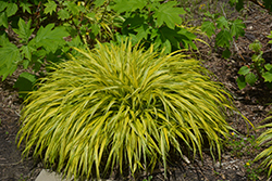 Golden Variegated Hakone Grass (Hakonechloa macra 'Aureola') at Green Thumb Garden Centre