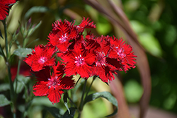 Rockin' Red Pinks (Dianthus 'PAS1141436') at Green Thumb Garden Centre