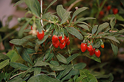 Big Lifeberry Goji Berry (Lycium barbarum 'SMNDBL') at Green Thumb Garden Centre