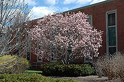 Saucer Magnolia (Magnolia x soulangeana) at Green Thumb Garden Centre